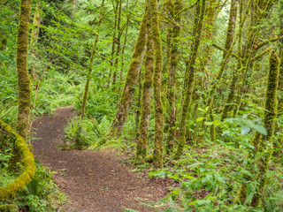 Fototapeta na wymiar Path in the green forest. 