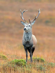 Red Deer Stag