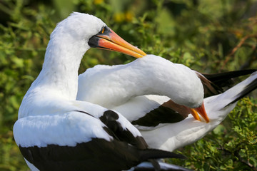 Nazca Boobies (Sula granti) preening