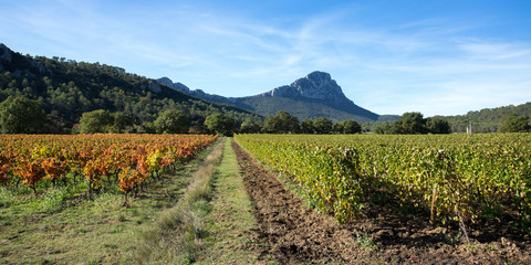 panorama sur les vignes du sud de la France en automne, avec un pic en arrière plan