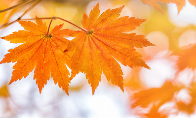 background texture of yellow leaves autumn leaf background.