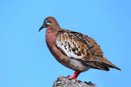Galapagos Dove on Genovesa Island, Galapagos National Park, Ecua