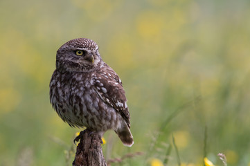 Little Owl (Athene Noctua)/Little Owl perched on old wooden stump in golden field of buttercups