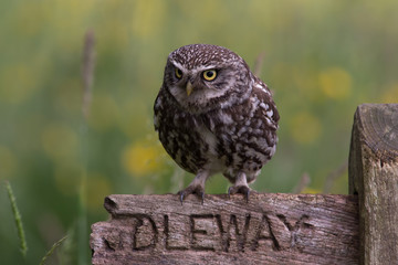 Little Owl (Athene Noctua)/Little Owl perched on old wooden sign in golden field of buttercups