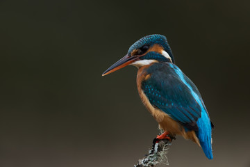 Kingfisher (Alcedo Atthis)/Kingfisher perched on lichen covered branch