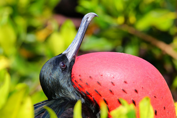 Portrait of male Great Frigatebird