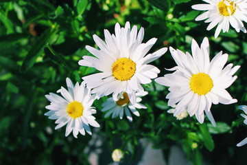 Obraz premium White Daisies