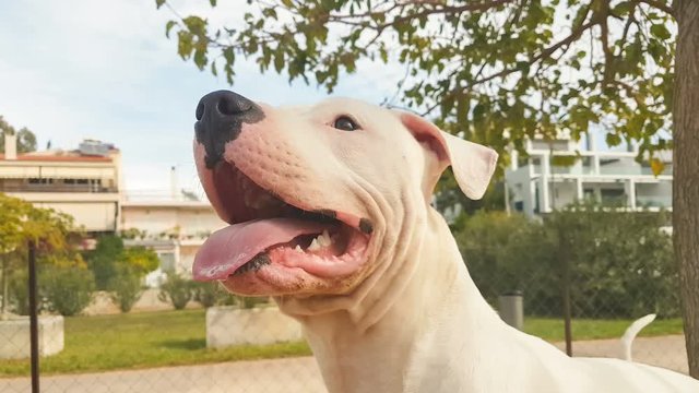 Happy Dogo Argentino dog portrait at a park.