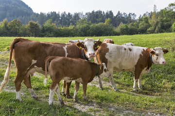 Fototapeta na wymiar Beautiful herd of cows with calf in Alps meadow