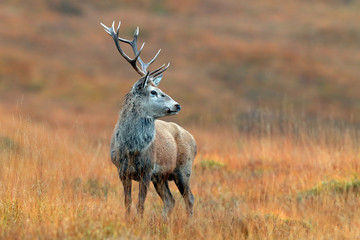 Red Deer Stag