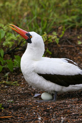 Nazca Booby with an egg, Genovesa Island, Galapagos National Par