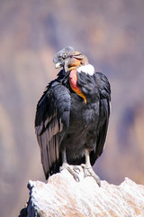 Andean Condor sitting at Mirador Cruz del Condor in Colca Canyon