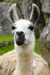 Obraz premium Portrait of llama standing at Machu Picchu, Peru