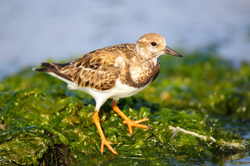 Ruddy Turnstone on the beach of Paracas Bay, Peru