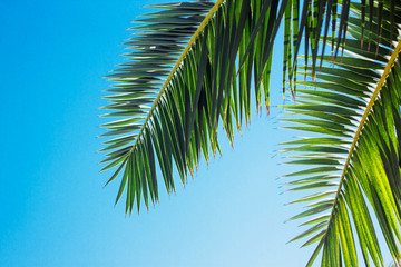Fototapeta premium Green palm tree on blue sky background