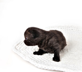 Black Scottish Fold kitten sitting on the carpet