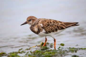 Ruddy Turnstone on the beach of Paracas Bay, Peru