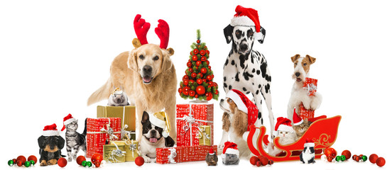 Weihnachtstiere - Christmas Pets