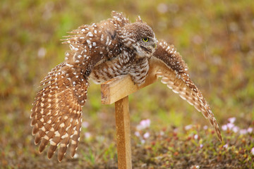 Burrowing Owl spreading wings in the rain