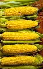 Ripe golden sweet corn on a wooden table