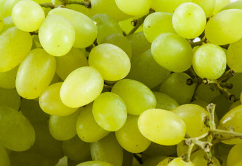 Green fresh ripe grapes close up. 