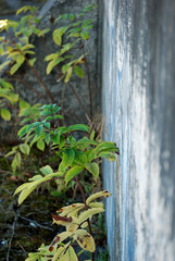 Shrubs sprout against concrete wall