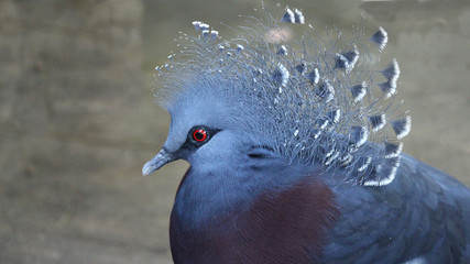 Victoria-Crowned Pigeon