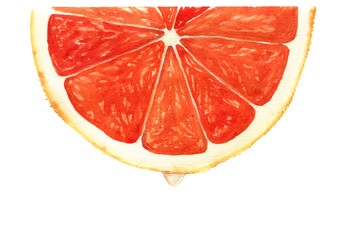 Watercolor segment of grapefruit with drop of juice. Botanical illustration isolated on white background for design, background or prints