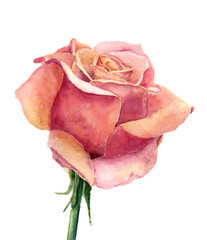 Watercolor rose. Hand drawn artistic illustration on white background. For design, textile and background. Realistic botanical illustration.