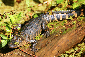 Alligator resting on a log