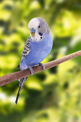 the blue budgie is on the tree branch