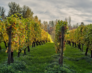 Grape Rows in the Fall 