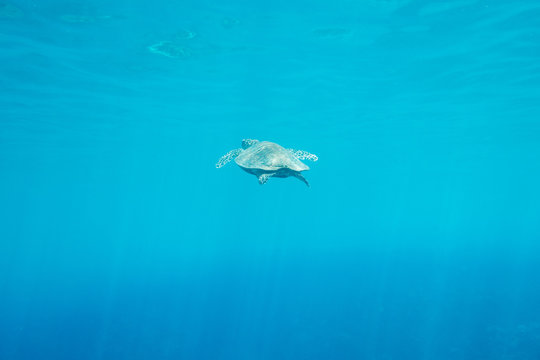 sea turtle in underwater