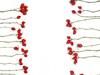 Medicinal plants and herbs composition: Dog rose, bunch branch Rosehips, Different types Rosa canina hips on white 