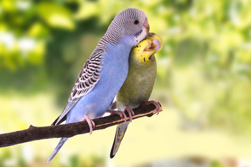 Two multi colored budgie are on the green background