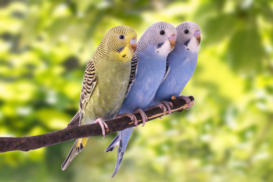 Fototapeta Two multi colored budgie are on the green background