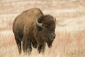 Bison or American Buffalo
