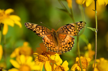 Obraz premium variegated fritillary butterfly on yellow flowers