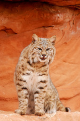 Bobcat sitting on red rocks