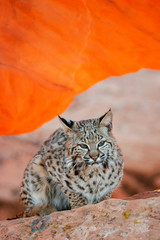 Bobcat sitting on red rocks