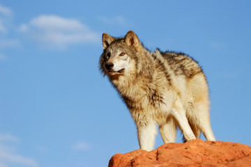 Fototapeta premium Gray wolf (Canis lupus)