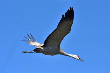 Sanhill Crane flying by