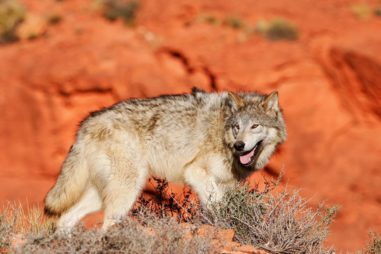 Gray wolf (Canis lupus)