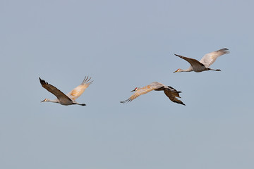 Fototapeta na wymiar Sandhill cranes flying by