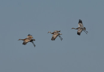 Young Sandhill Cranes in full color landing in California marshland