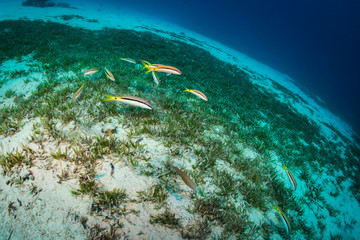 Tropical fish