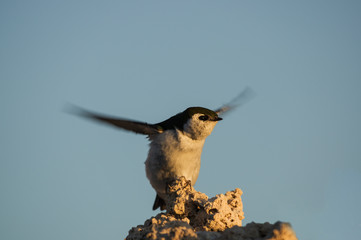 Bird Practices Flapping Wings