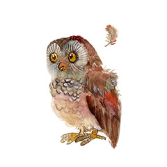 Funny colorful owl  isolated on a white background