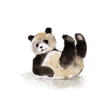 Giant Panda lying on his back, watercolor