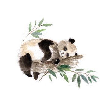 Giant panda bear sleeping in tree, watercolor